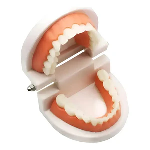 Modelo Dental Arcada Para Enseñanza Y Estudio Santiago