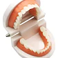 Modelo Dental Arcada Para Enseñanza Y Estudio Santiago - Miniatura 1