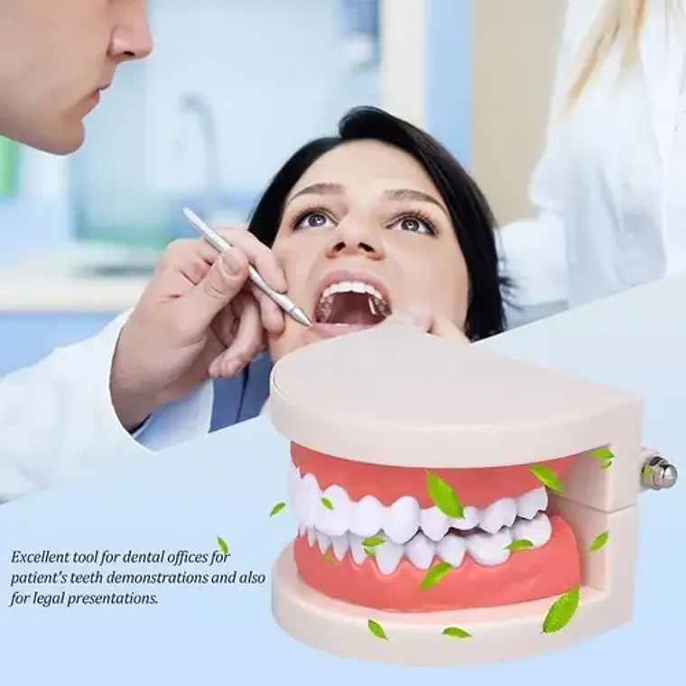 Modelo Dental Arcada Para Enseñanza Y Estudio Santiago 5