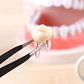 Molar Para Práctica Endodoncia Enseñanza Santiago - Miniatura 5