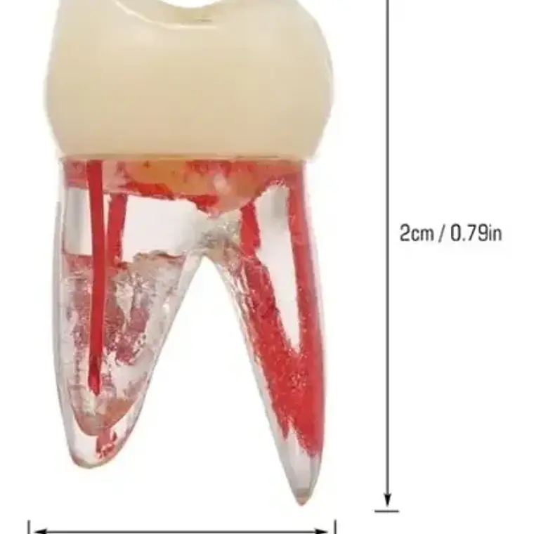 Molar Para Práctica Endodoncia Enseñanza Santiago 6