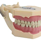 Modelo Frasaco Tipodonto 32 Dientes Desmontables Práctica - Miniatura 3