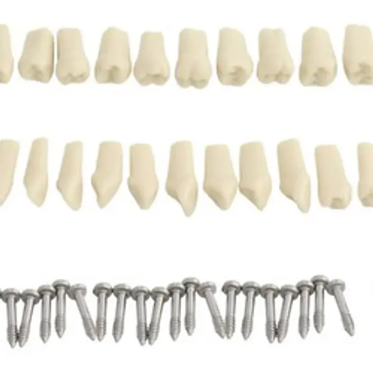 Modelo Frasaco Tipodonto 32 Dientes Desmontables Práctica 4