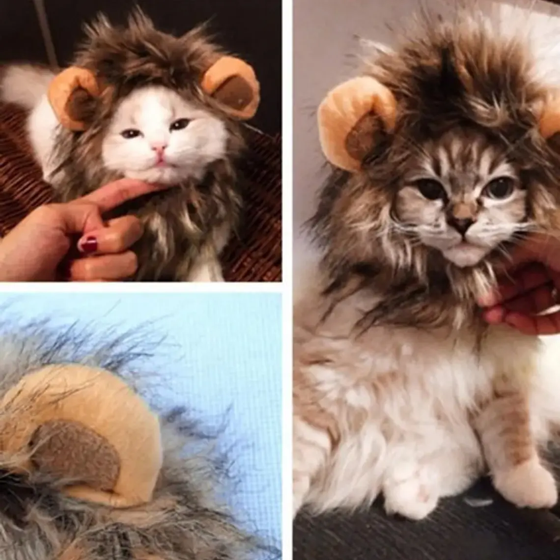 Peluca De León Para Gatitos Diversión Asegurada Santiago 3