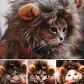 Peluca De León Para Gatitos Diversión Asegurada Santiago - Miniatura 5