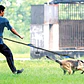 Cinturón Correa Resistente Correr Con Tu Perro Doble Gancho  - Miniatura 17