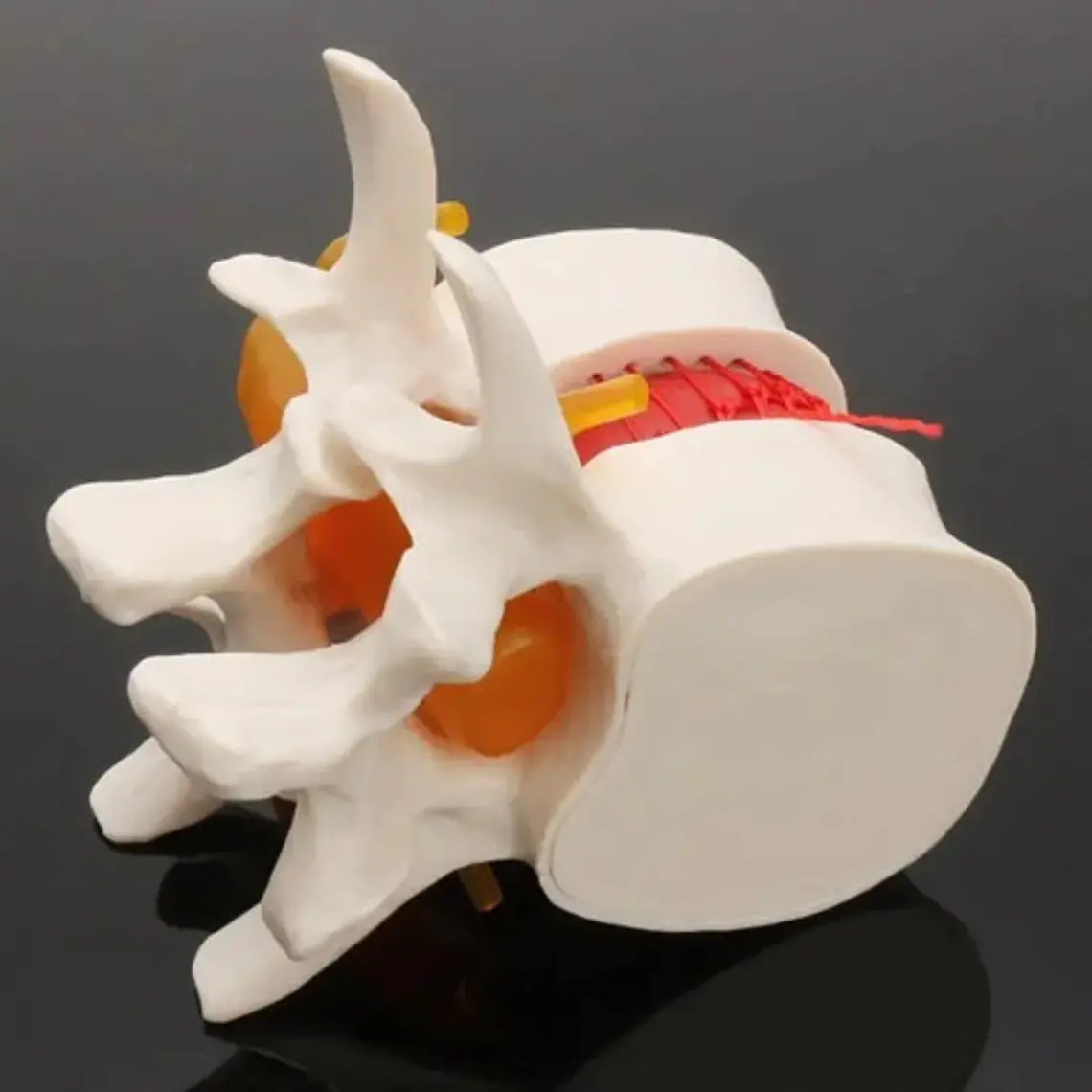 Modelo Anatómico Articulación Vertebral Enseñanza Santiago 5