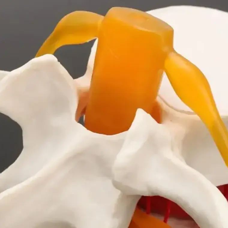 Modelo Anatómico Articulación Vertebral Enseñanza Santiago 7