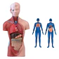 Torso Humano 28 Cm  Modelo Órganos Extraíbles Santiago - Miniatura 1