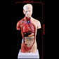 Torso Humano 28 Cm  Modelo Órganos Extraíbles Santiago - Miniatura 5