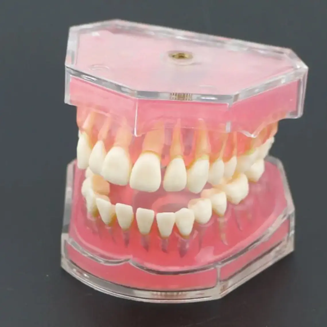 Modelo Acrílico Único Dientes Desmontables Encía Enseñanza 3