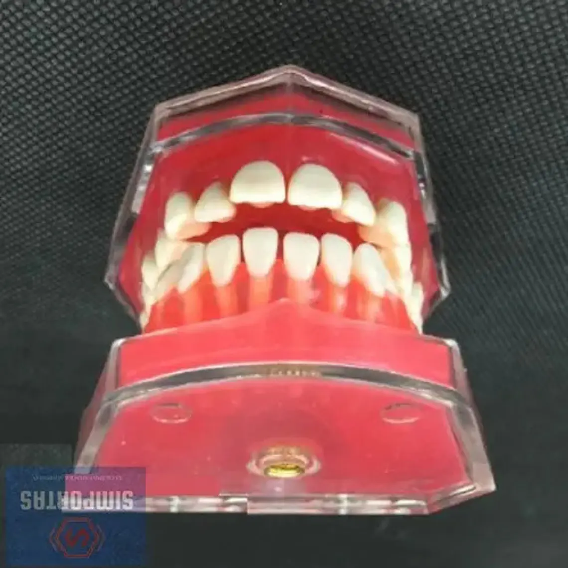 Modelo Acrílico Único Dientes Desmontables Encía Enseñanza 4
