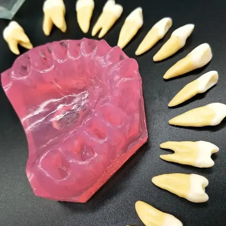 Modelo Acrílico Único Dientes Desmontables Encía Enseñanza 9
