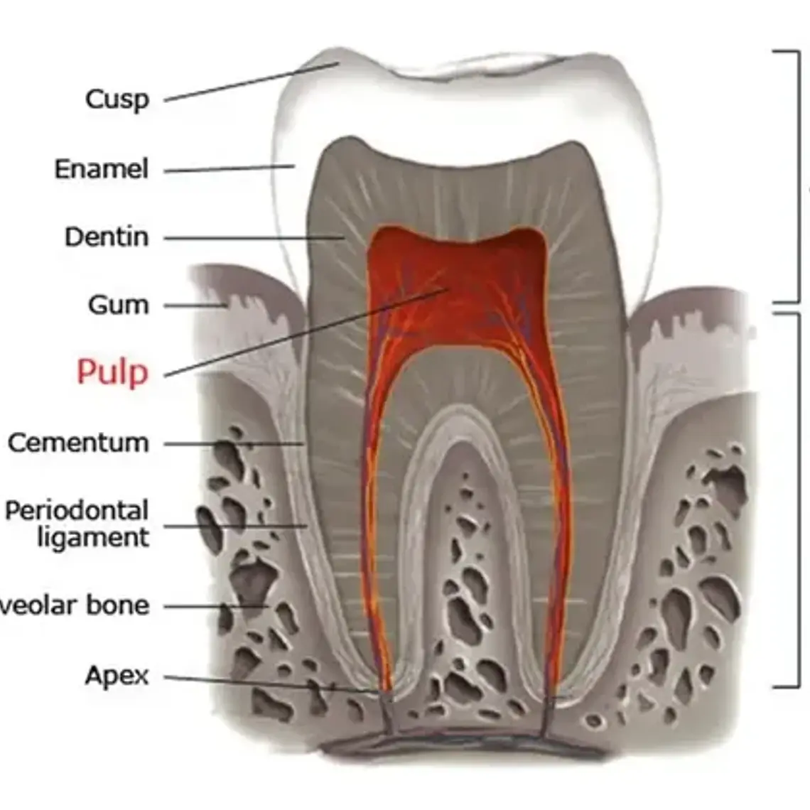 Modelo Endodoncia Dental Acrílico Enseñanza Didáctico Stgo. 9