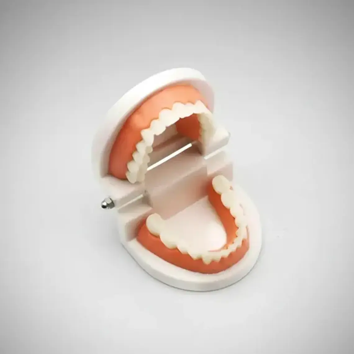 Modelo Dental Arcada Para Enseñanza Y Estudio Santiago 10