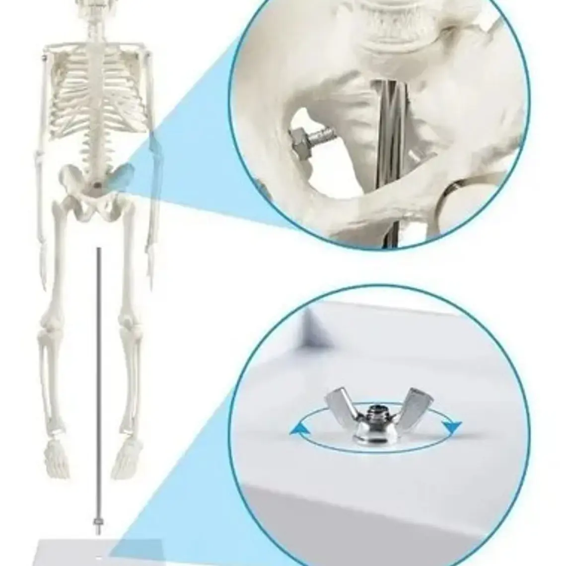 Modelo Anatómico- Esqueleto Humano 45 Cm Santiago 2