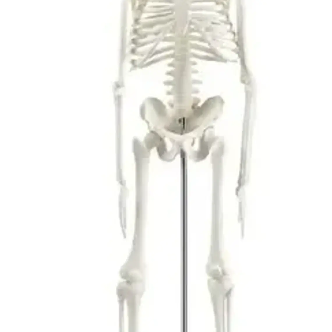 Modelo Anatómico- Esqueleto Humano 45 Cm Santiago 5