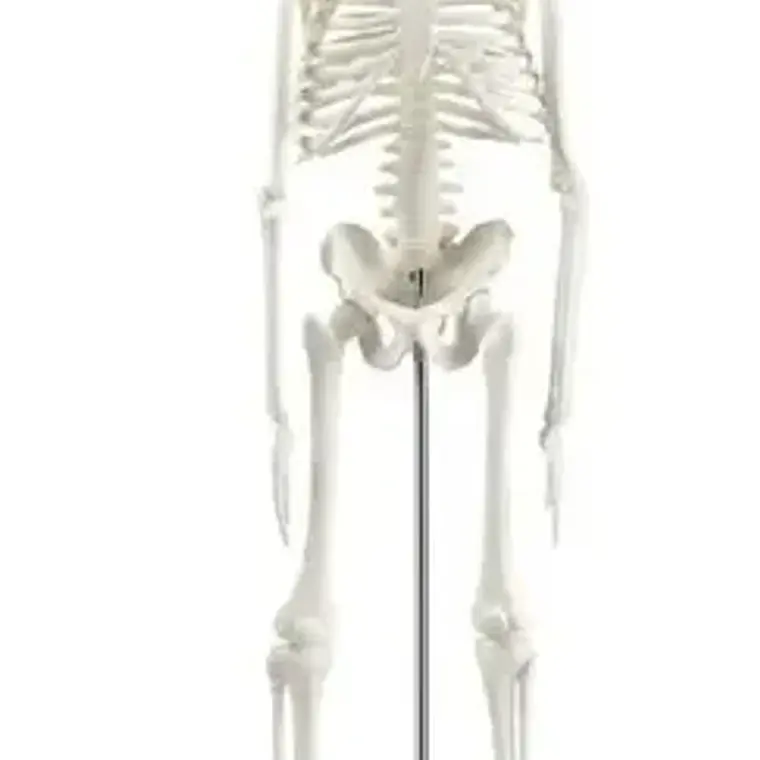 Modelo Anatómico- Esqueleto Humano 45 Cm Santiago 5