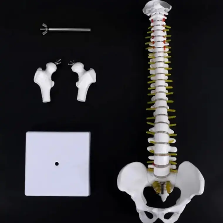 Columna Vertebral 45 Cm Modelo Anatómico Enseñanzasantiago 3