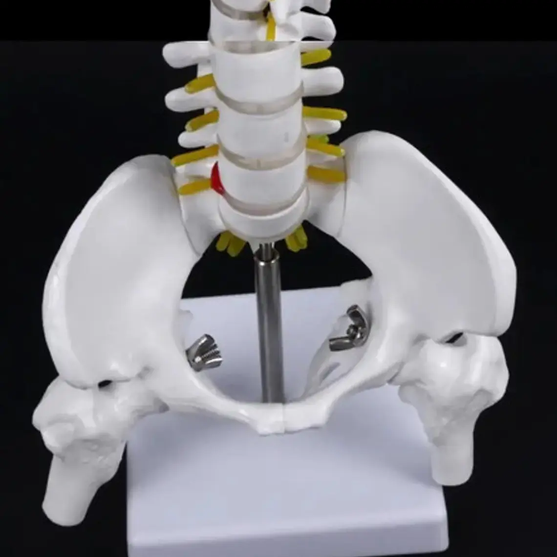 Columna Vertebral 45 Cm Modelo Anatómico Enseñanzasantiago 4