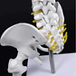 Columna Vertebral 45 Cm Modelo Anatómico Enseñanzasantiago - Miniatura 7