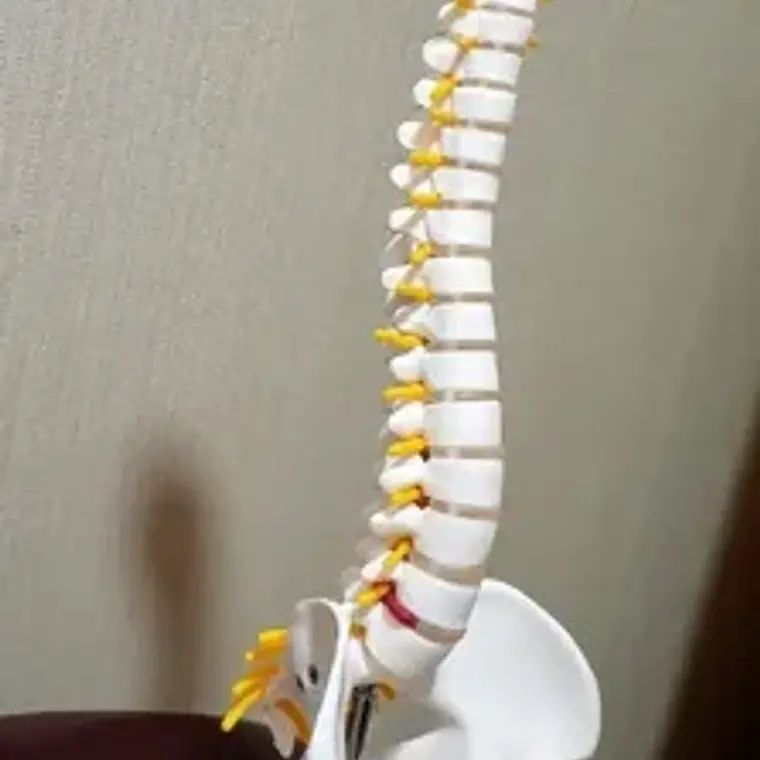 Columna Vertebral 45 Cm Modelo Anatómico Enseñanzasantiago 9