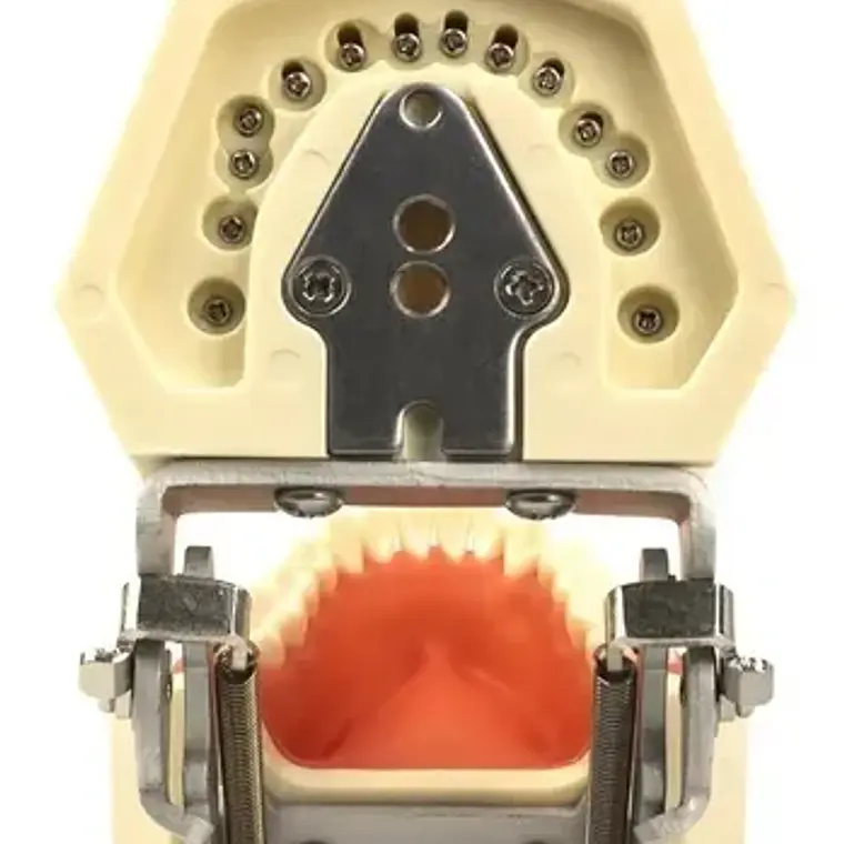 Modelo Arcada Dental Tipo Nissin Encia Blanda 28 Piezas Stgo 4