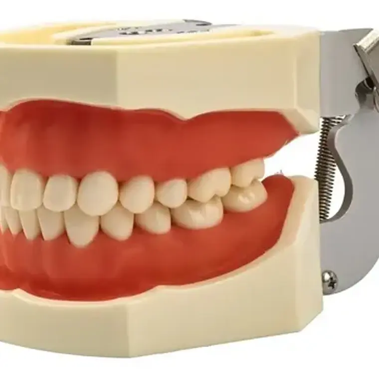 Modelo Arcada Dental Tipo Nissin Encia Blanda 28 Piezas Stgo 5