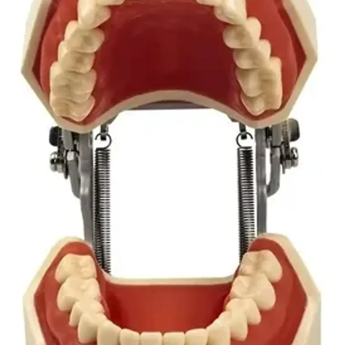 Modelo Arcada Dental Tipo Nissin Encia Blanda 28 Piezas Stgo 6
