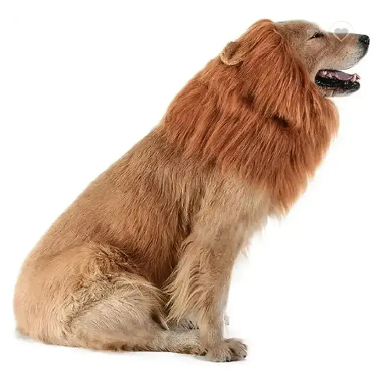 Peluca De León Para Perros Diversión Asegurada Santiago 7