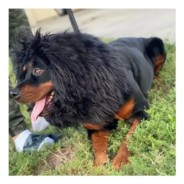 Peluca De León Para Perros Diversión Asegurada Santiago 12