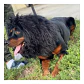 Peluca De León Para Perros Diversión Asegurada Santiago - Miniatura 12