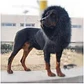 Peluca De León Para Perros Diversión Asegurada Santiago - Miniatura 13
