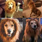 Peluca De León Para Perros Diversión Asegurada Santiago - Miniatura 30