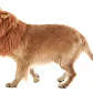 Peluca De León Para Perros Diversión Asegurada Santiago - Miniatura 37