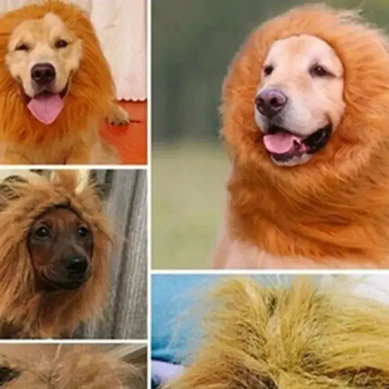 Peluca De León Para Perros Diversión Asegurada Santiago 53