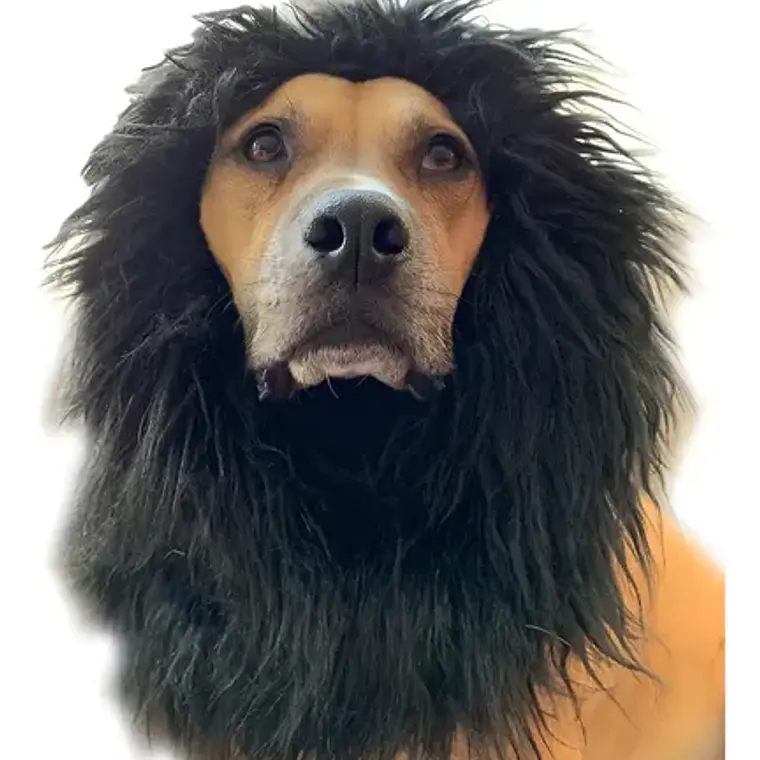 Peluca De León Para Perros Diversión Asegurada Santiago 63