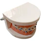 Modelo Dental Ortodoncia Enseñanza Brackets Metálicos Stgo. - Miniatura 5