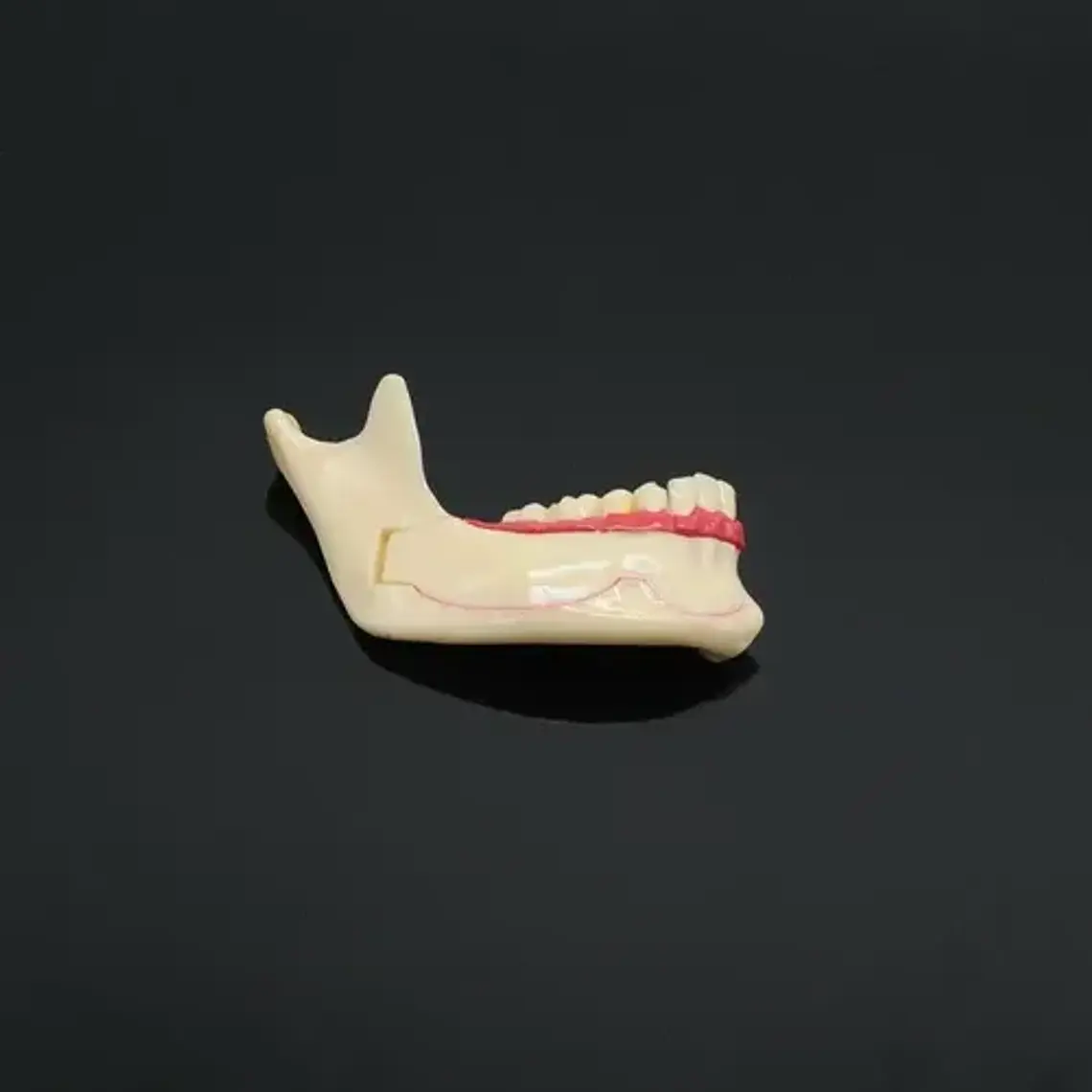 Modelo Dental Hemimandíbula Desmontable Enseñanza Santiago 6