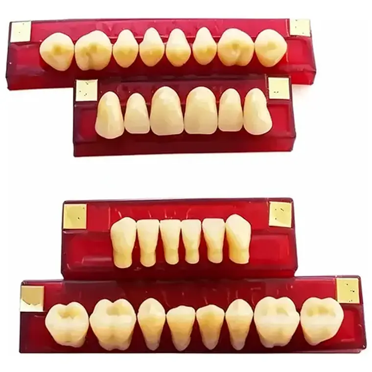 Tableta De Dientes De Acrílico Marche Posteriores Superiores 3