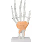 Mano Ligamentos Modelo Anatómico Calidad Despacho Express - Miniatura 1