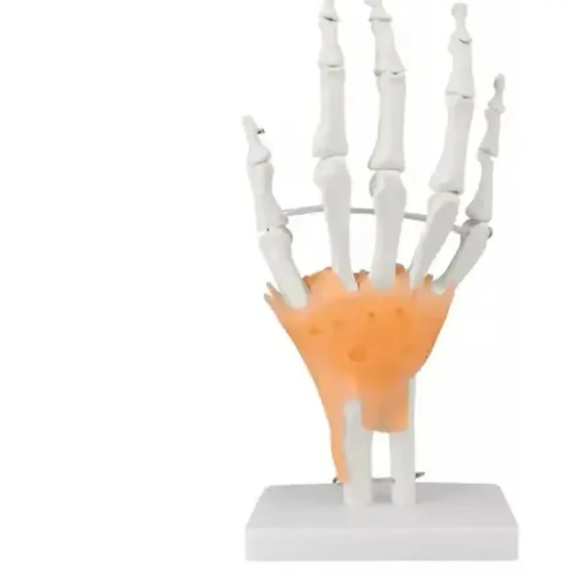Mano Ligamentos Modelo Anatómico Calidad Despacho Express 3