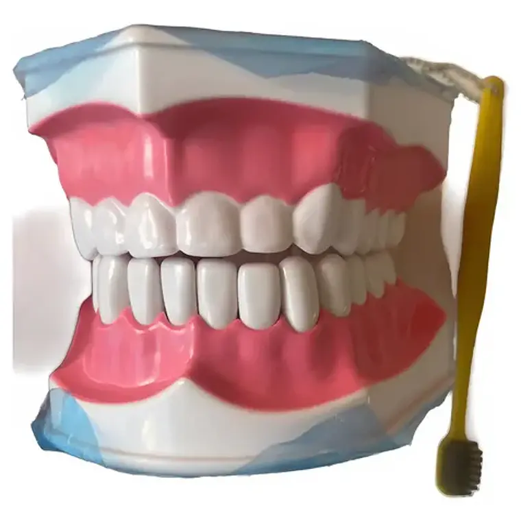 Modelo Anatómico Dental Grande 28 Dientes + Cepillo Pacard 3