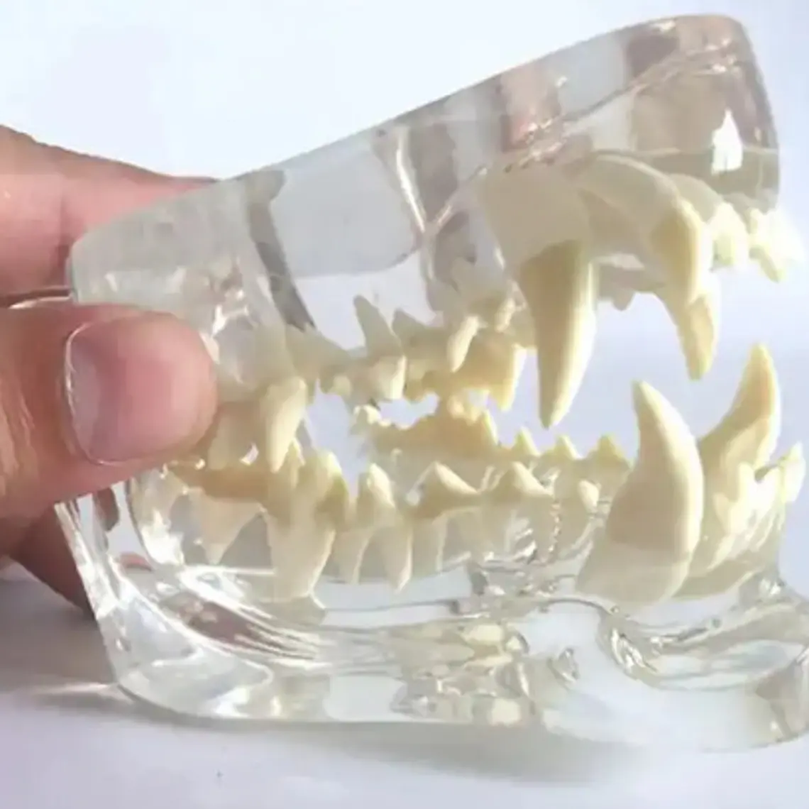Modelo Dental Veterinario Gato Dentición Felinacalidad 7