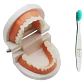 Modelo Dental Enseñanza Únicos Con Cepillo Bambú Pacard - Miniatura 1