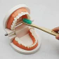 Modelo Dental Enseñanza Únicos Con Cepillo Bambú Pacard - Miniatura 10