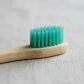 Modelo Dental Enseñanza Únicos Con Cepillo Bambú Pacard - Miniatura 11