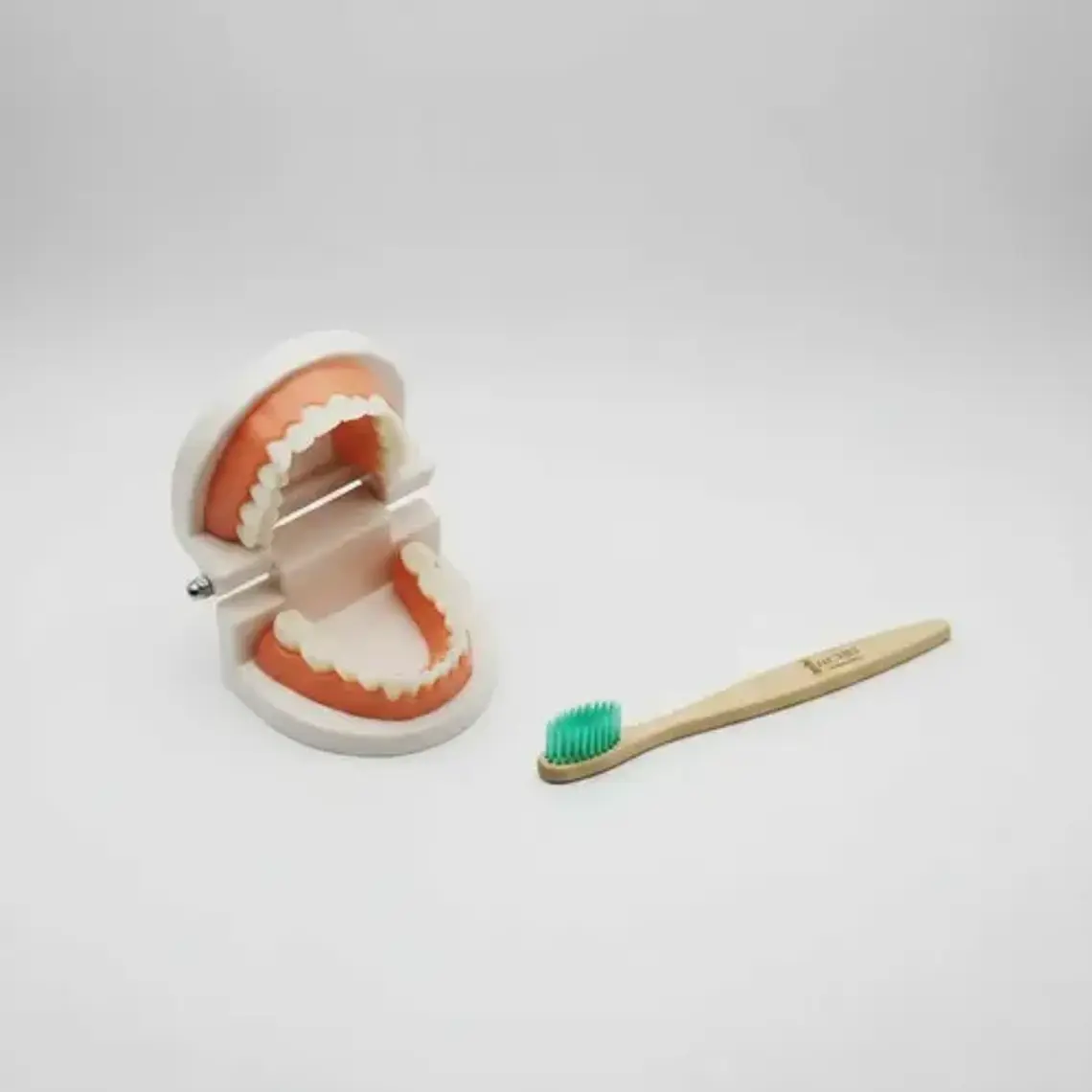 Modelo Dental Enseñanza Únicos Con Cepillo Bambú Pacard 12