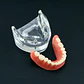 Modelo Sobre Dentadura Inferior 2 Implantes Enseñanza - Miniatura 6