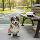 Cascos Para Perros-gatos Uso Moto, Bicicleta Y Protección - Miniatura 2
